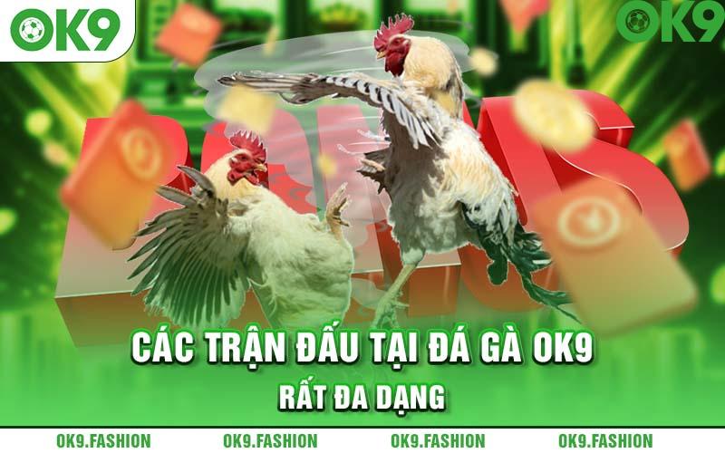 Các trận đấu tại Đá Gà OK9 rất đa dạng