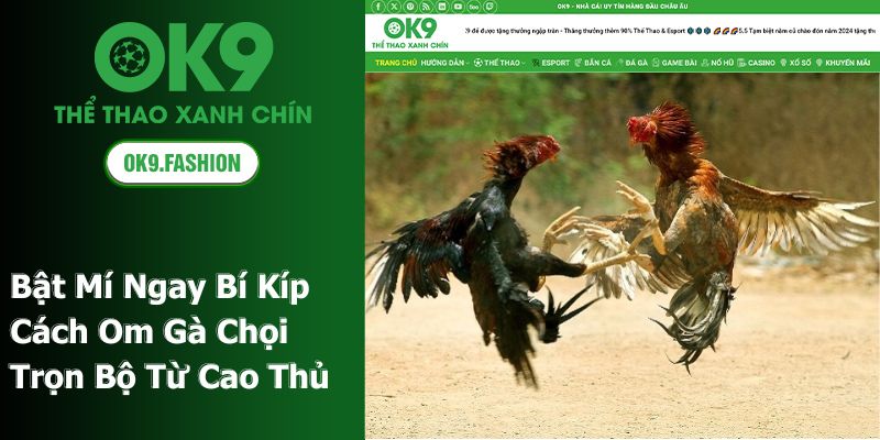 Cách Om Gà Chọi