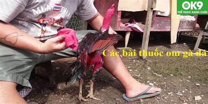 Một số bài thuốc dưới đây sẽ vô cùng hữu ích cho việc chăm sóc kê thủ của bạn