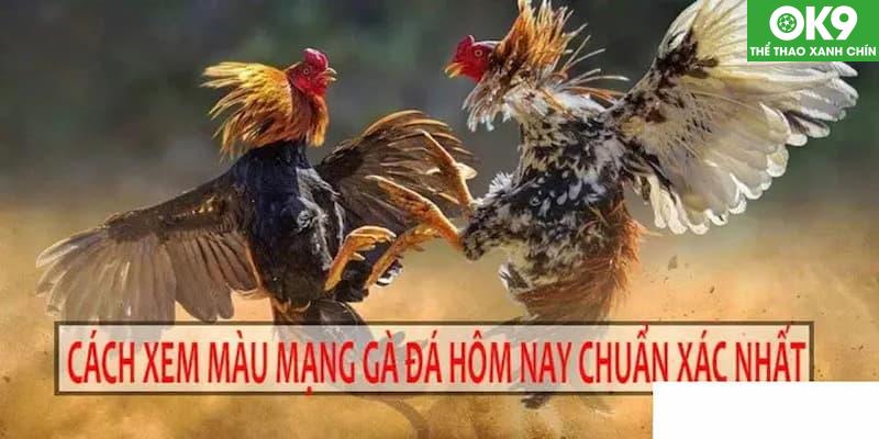 Ứng dụng xem màu mạng gà đá để chọn gà hợp mệnh, tăng cơ hội chiến thắng