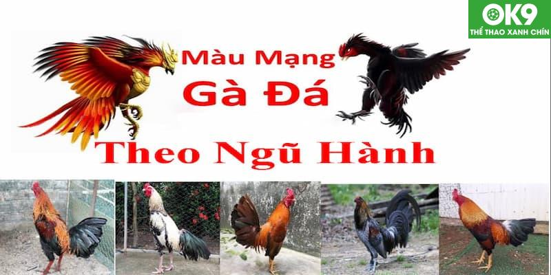 Xem màu mạng gà đá để chọn ngày giờ của trận đấu sao cho phù hợp